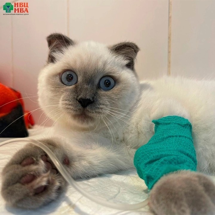 Изображение К чему приводит неправильное кормление котиков? 🐱 в соцсети TenChat