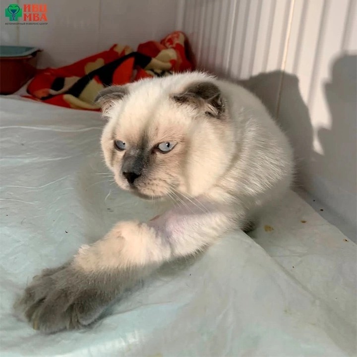 Изображение К чему приводит неправильное кормление котиков? 🐱 в соцсети TenChat