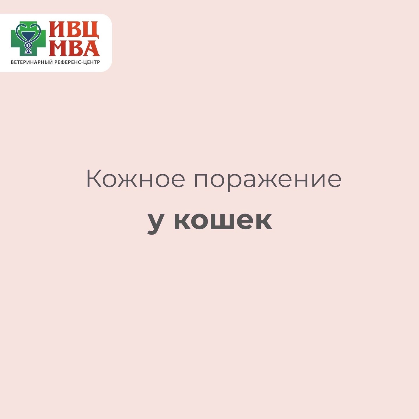 Изображение Эозинофильная гранулема кошек 🐱 в соцсети TenChat