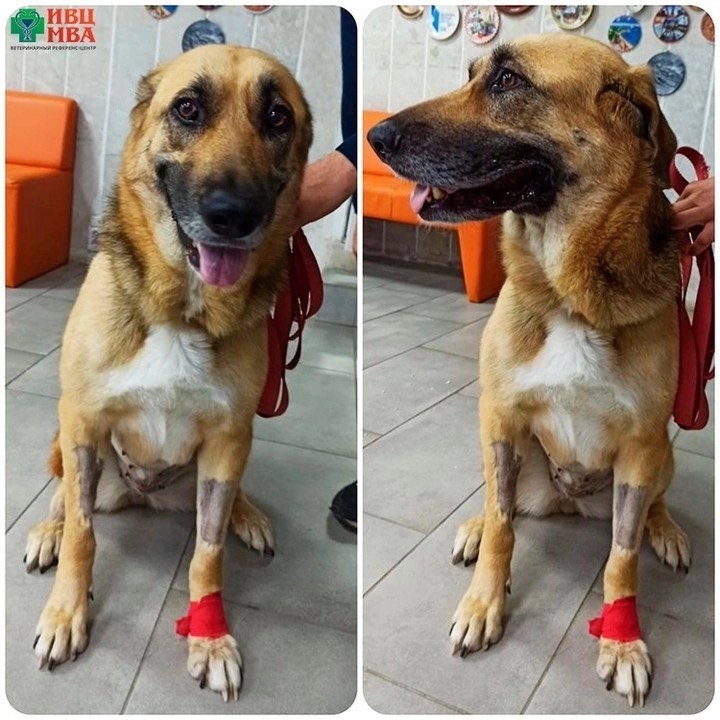 Изображение Заворот желудка у собак 🐶 в соцсети TenChat